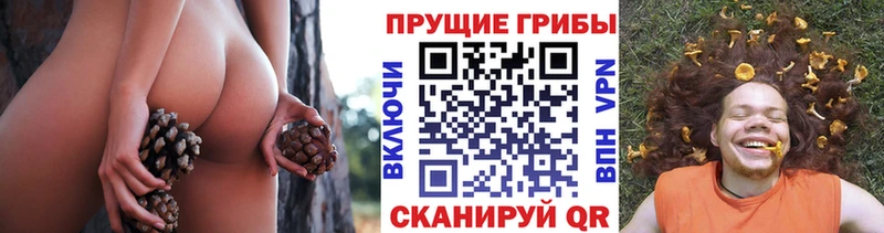 Псилоцибиновые грибы Psilocybine cubensis Стрежевой